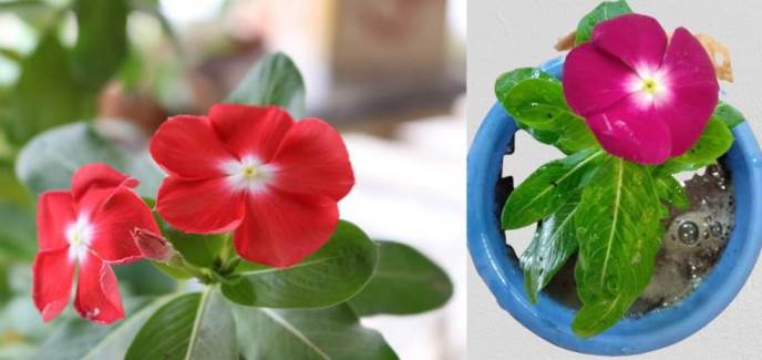 Let us pot periwinkle